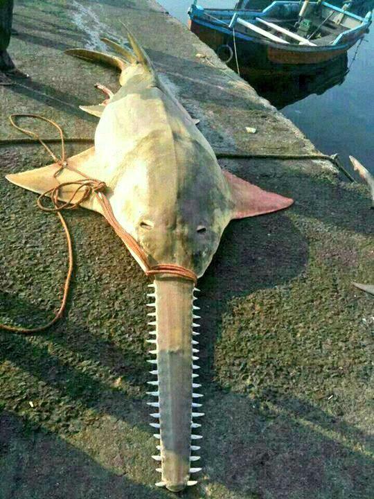 Prehistoric Sawfish caught near Mumbai, India. Parag Sankhe